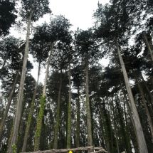 trees