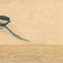 soaring-bird